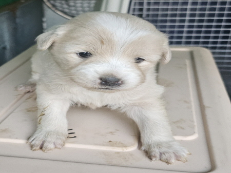 횡성유기동물보호센터_442426202400507